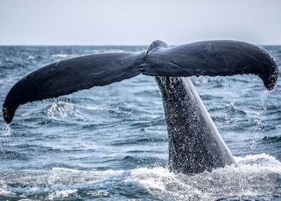 白天鲸鱼的尾巴伸出大海